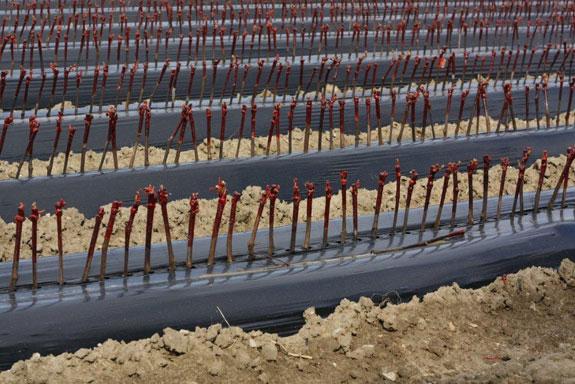 Fdration Franaise de la Ppinire Viticole (FFPV)<br><b>Conseiller le viticulteur dans la jungle des nouveaux clones</b>