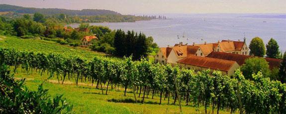 Allemagne<br><b>La viticulture biologique a le vent en poupe de lautre ct du Rhin, aussi</b>