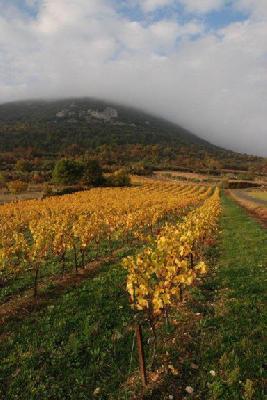 Recensement agricole<br><b>Premire rgion viticole de France, spcialise  en vins  IGP</b>