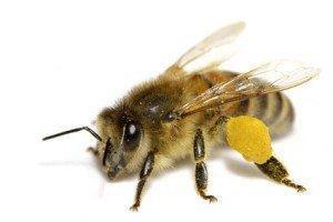 Environnement<br><b>Comment prserver au mieux les abeilles dans les vignes</b>