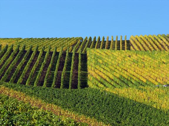 Viticulture durable et biodiversit<br><b>Des sites pilotes en Champagne</b>