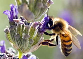 Plan abeilles<br><b>Les apiculteurs dubitatifs</b>