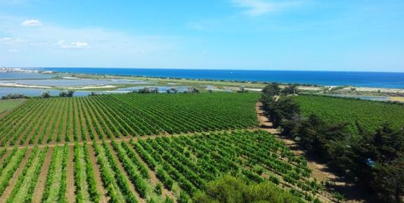 Export  Premier semestre 2014<br><b>Les vins du Languedoc-Roussillon sduisent  ltranger</b>
