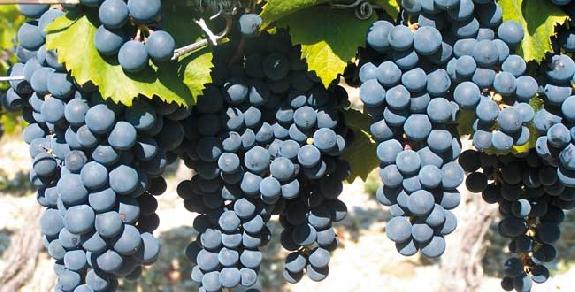 AOC<br><b>Bilan économique positif pour les vins de Cahors</b>