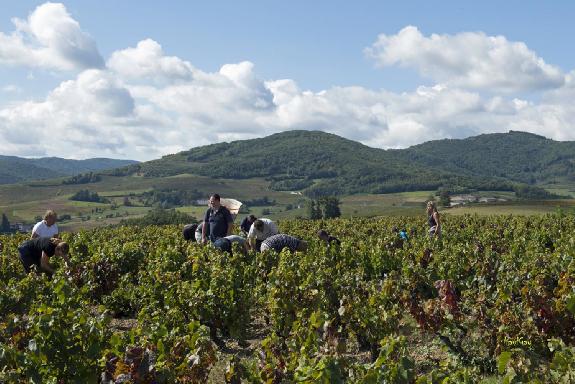Foncier viticole<br><b>Tendances du marché région par région</b>
