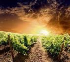Avenir<br><b>Un projet européen sur l’adaptation de la viticulture au changement climatique</b>
