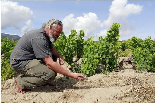 Nouveau vignoble<br><b>Le Swartland en Afrique du Sud</b>