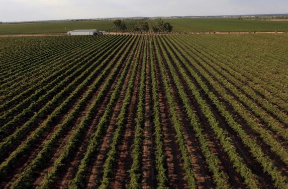 Investissement<br><b>Une entreprise de Hong Kong acquiert 650 ha de vignes en Australie</b>