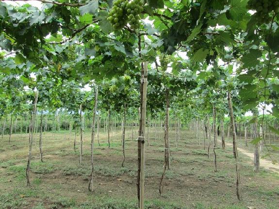 Vietnam<br><b>Ninh Thun mise sur la viticulture pour se donner la pche</b>