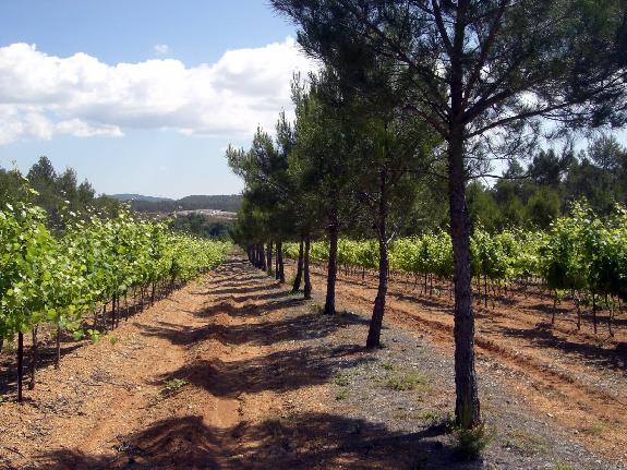 Pratiques<br><b>De bons rsultats pour lagroforesterie applique  la viticulture</b>