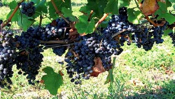 Algrie<br><b>Une hausse de 30  40 % de la production viticole attendue  Ain Temouchent</b>