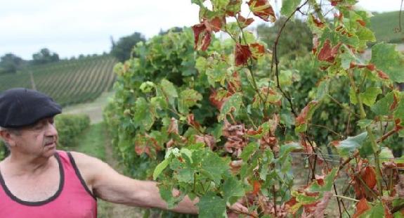 Agriculture<br><b>Les vignobles menacés par les maladies du bois</b>