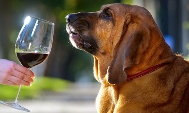 Insolite<br><b>Un chien pour dtecter les dfauts du vin ?</b>