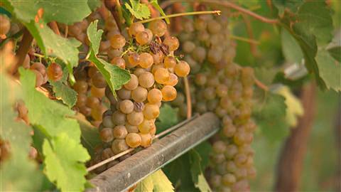 Nouvelle-Écosse<br><b>La Nouvelle-Écosse investit dans l'industrie du vin</b>