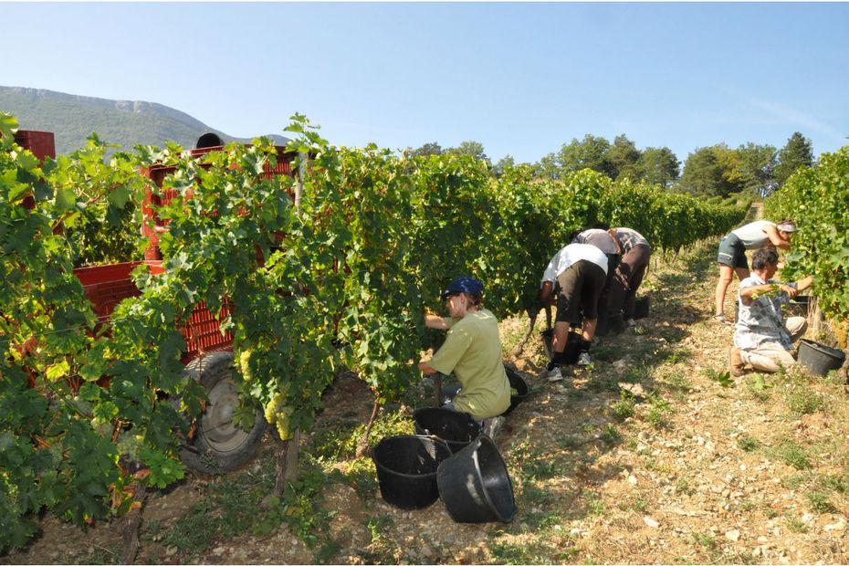 Interview<br><b>Déjà 8% des vignes françaises sont cultivées en bio</b>