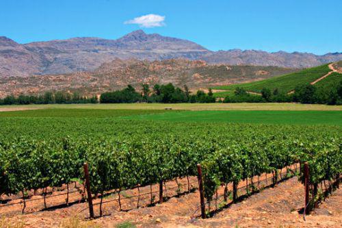 Afrique du sud<br><b>La scheresse affecte la production viticole sud-africaine</b>