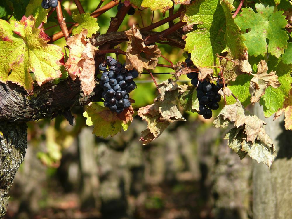 Languedoc Roussillon<br><b>40% des vins AOC Languedoc partent  l'exportation</b>