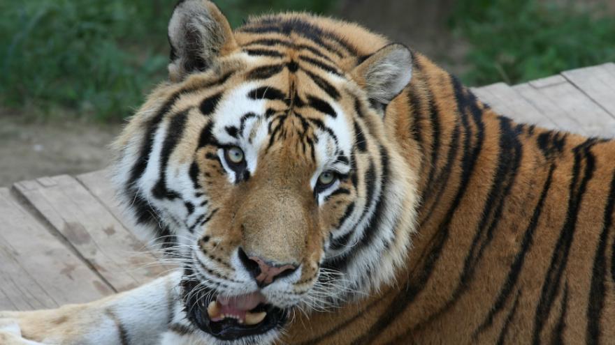 Chine<br><b>Des tigres condamns  mourir de faim pour fabriquer du vin aphrodisiaque</b>