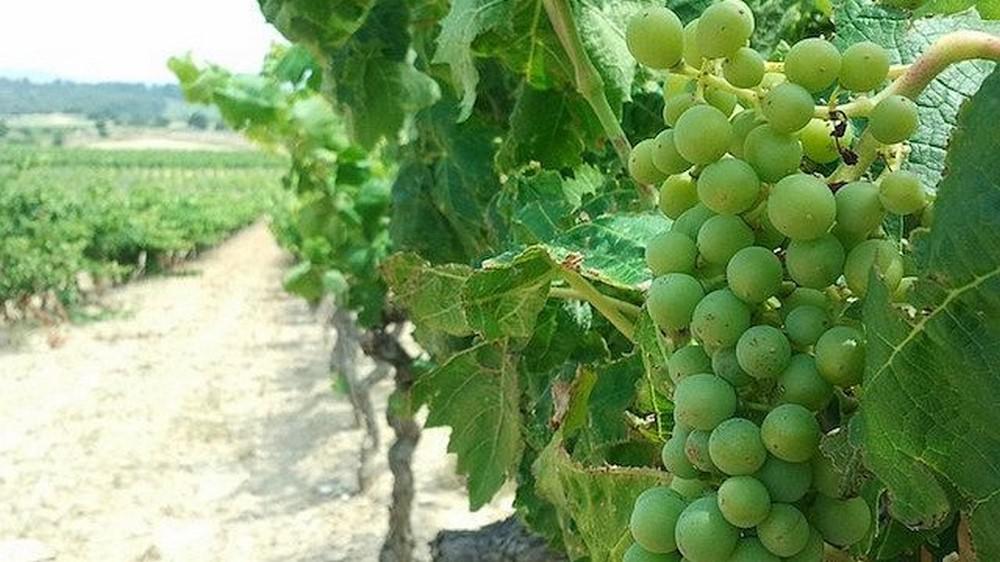 Runion du 6 juillet 2016<br><b>Viticulteurs du bassin viticole Languedoc-Roussillon</b>
