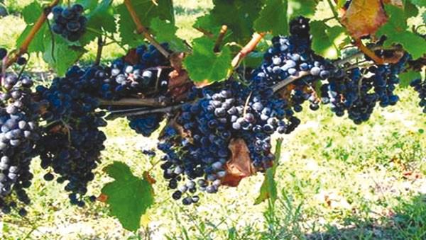 L'Algrie profonde<br><b>Sombres perspectives pour la viticulture</b>
