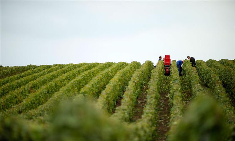 Economie<br><b>La production de vin devrait être en baisse de 8% cette année </b>