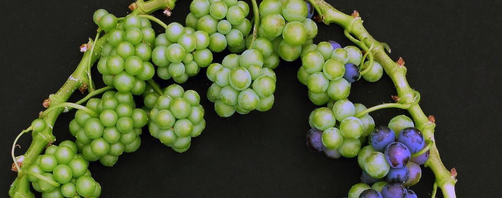 AGRONOMIE<br><b>La microvigne, une vigne modèle pour élaborer les vins du futur</b>