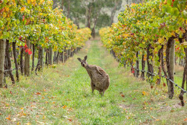 Australie<br><b>Exportations de vins en hausse de 10%, la Chine devient le 1er client</b>