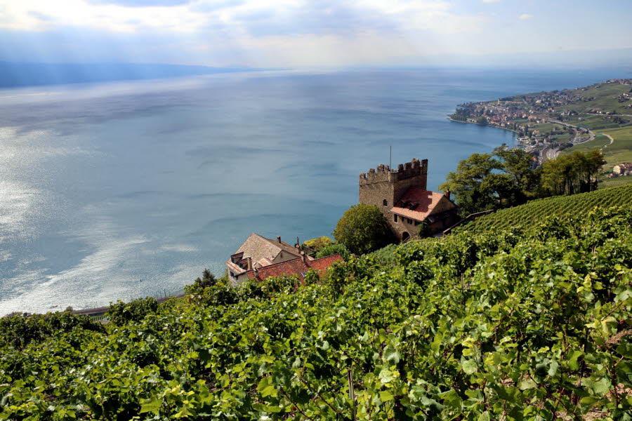 VITICULTURE<br><b>La Suisse accueillera le prochain congrs mondial du vin</b>