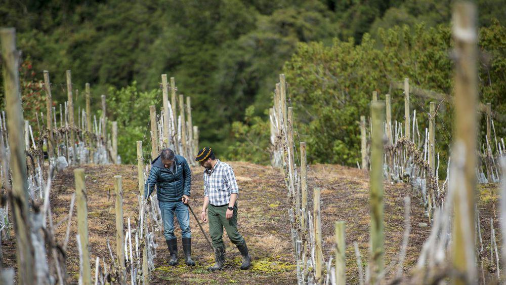 La plante se rchauffe<br><b>Mme la Patagonie chilienne produit du vin</b>