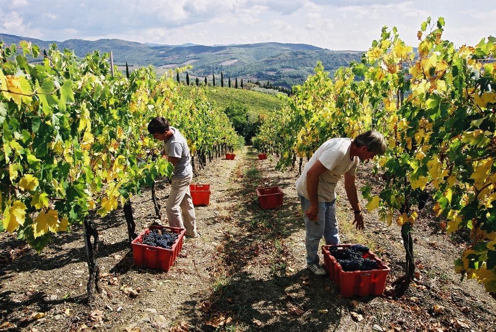 Production en Languedoc et en Roussillon en 2016<br><b>12,3 millions d'hectolitres de vins</b>