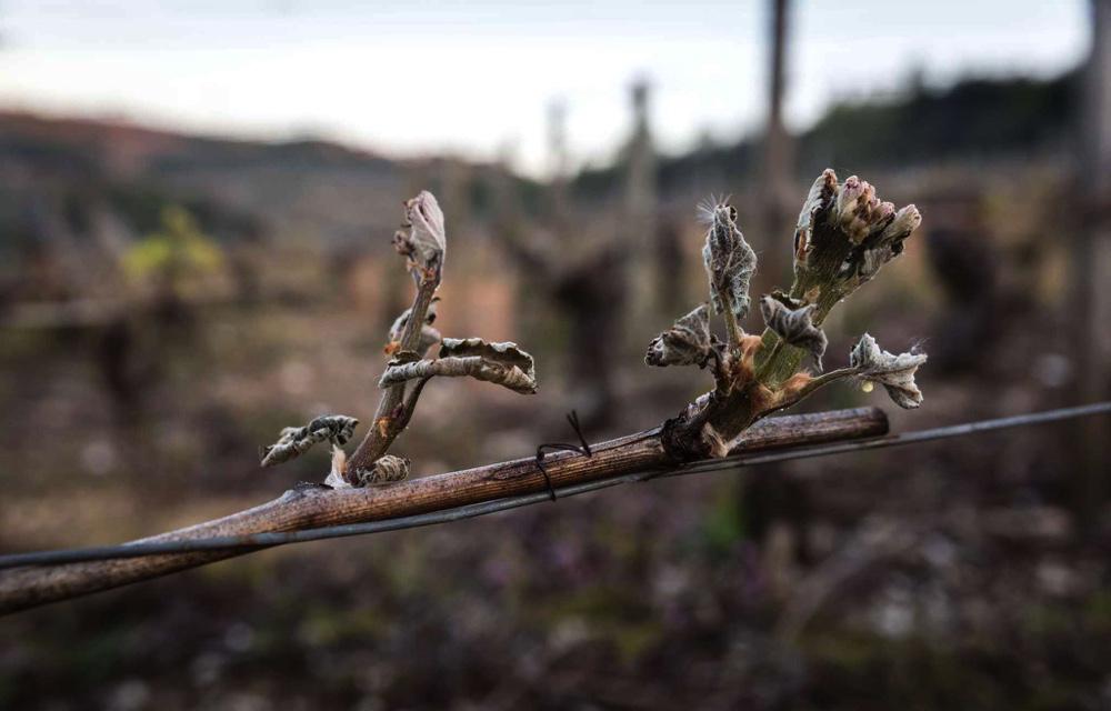 Gel dans l'Aude et les Pyrnes-Orientales<br><b>20 000 hectares de vignes abms</b>