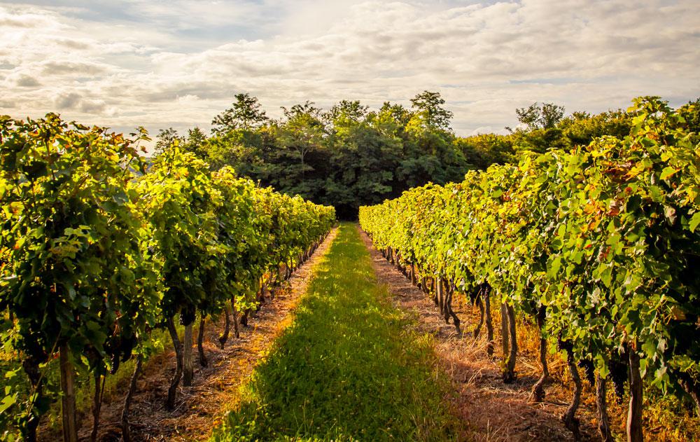 Ambitions 2025<br><b>Le nouveau plan de relance des vins de Bordeaux</b>
