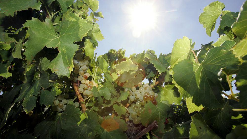 Vaucluse<br><b>Jeunes vignerons cherchent investisseurs</b>