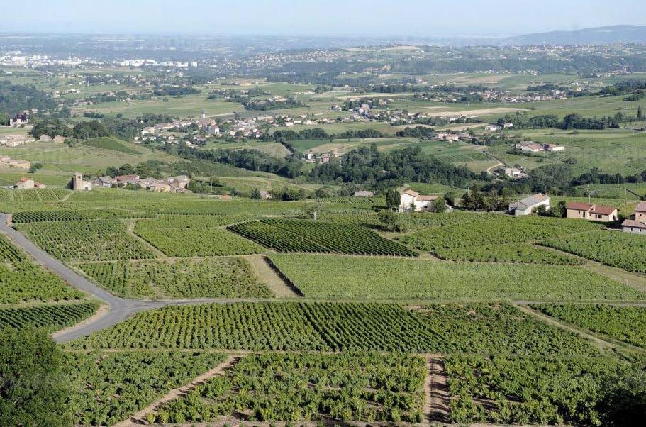 Beaujolais<br><b>Acheter des parts de vignes en commun, c'est possible</b>