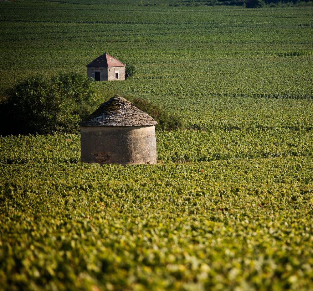 Bourgogne<br><b>Un nouvel appel  projet pour la restauration du patrimoine viticole</b>