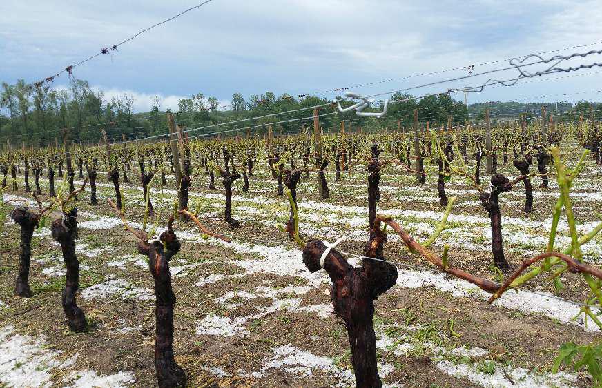 Fdration des Grands Vins de Bordeaux<br><b>Des orages aux consquences dsastreuses</b>