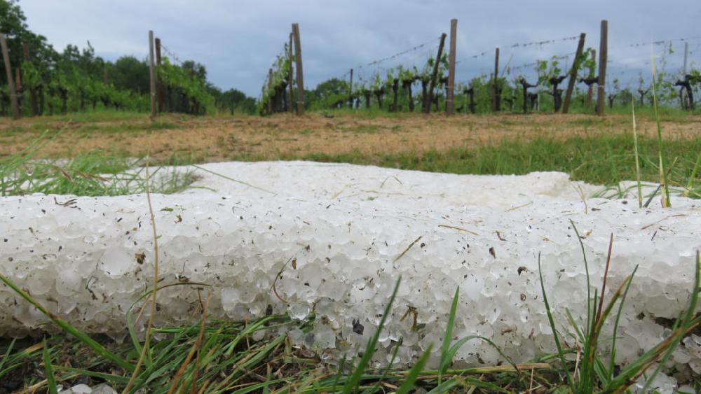 Conseil rgional de Nouvelle-Aquitaine<br><b>Solidaire des viticulteurs victimes des orages de grle</b>