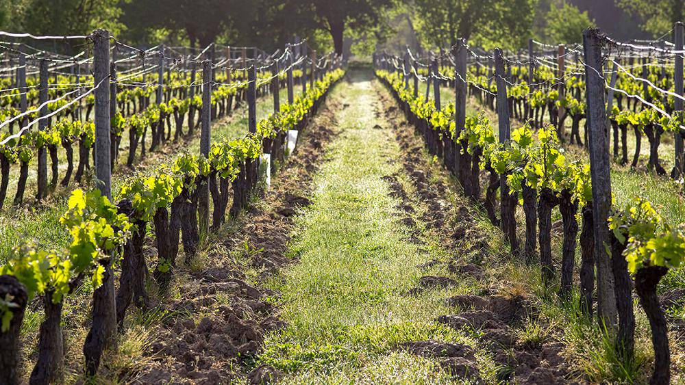 Filire viti-vinicole<br><b>Conseil de bassin viticole 