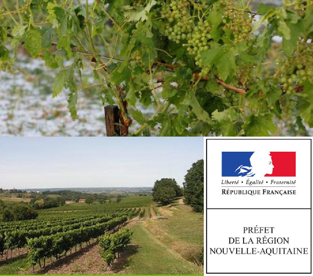 Nouvelle-Aquitaine<br><b>L'Etat solidaire des viticulteurs sinistrs</b>