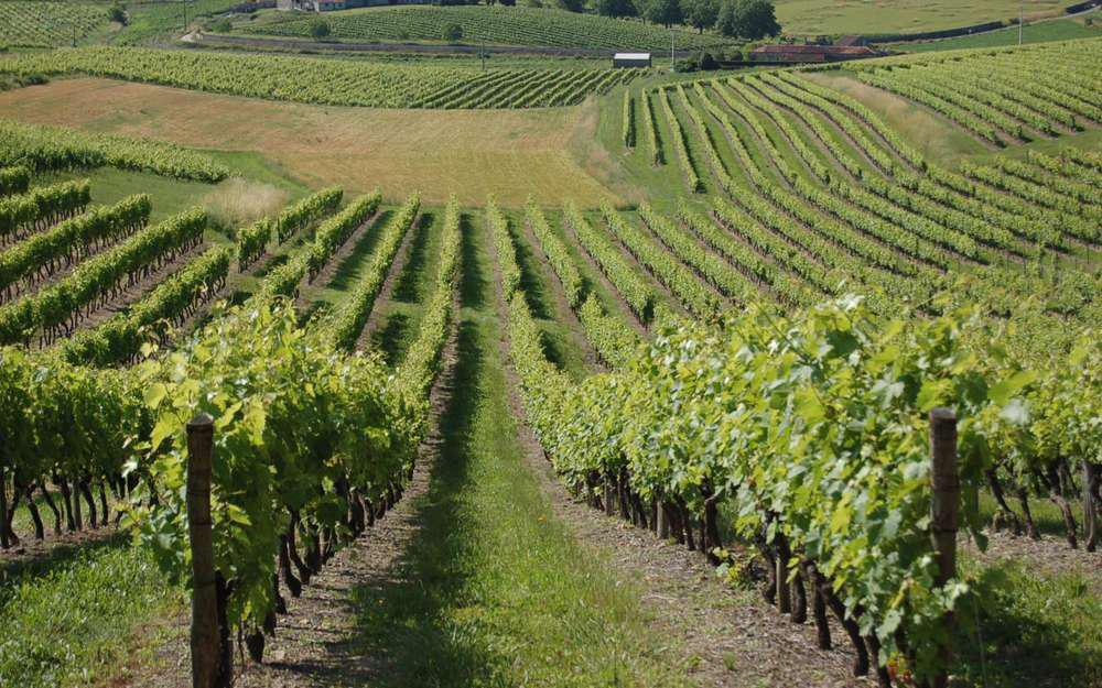 Filire viti-vinicole<br><b>Conseil de bassin viticole  Charentes-Cognac </b>