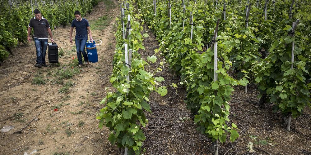 Gironde<br><b>2.000 hectares de vignes touchs par un nouvel pisode de grle</b>