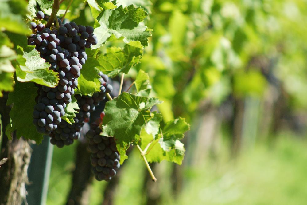 Production viticole<br><b>En hausse de 25% cette anne en France</b>