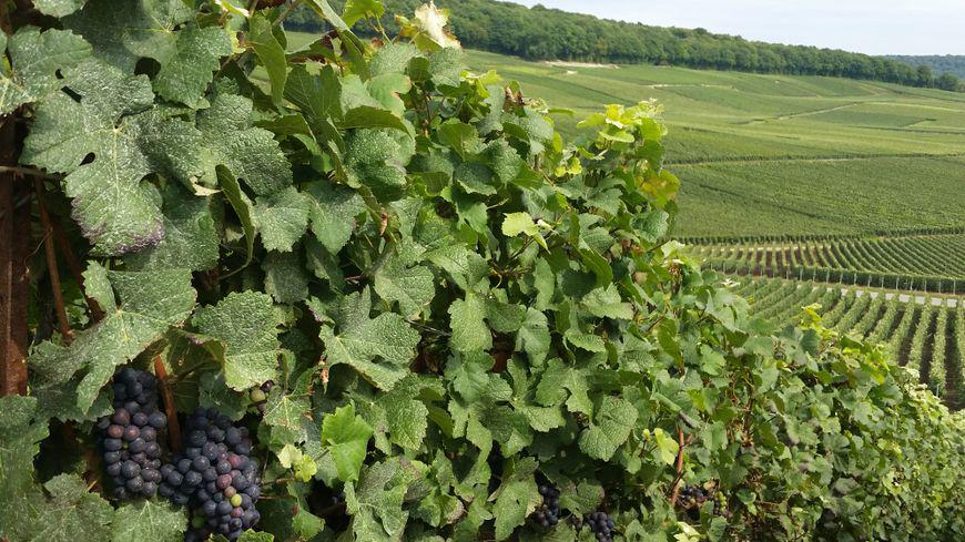 Vendanges en Champagne-Ardenne<br><b>Les vignerons champenois ouvrent leurs portes</b>