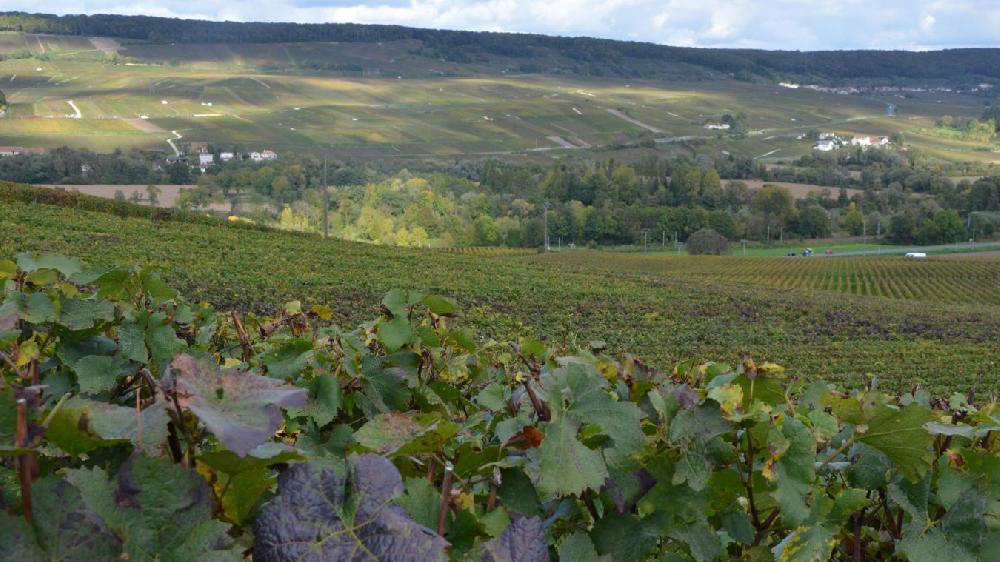 Champagne<br><b>Les viticulteurs demandent une exonration des droits sur les successions familiales</b>