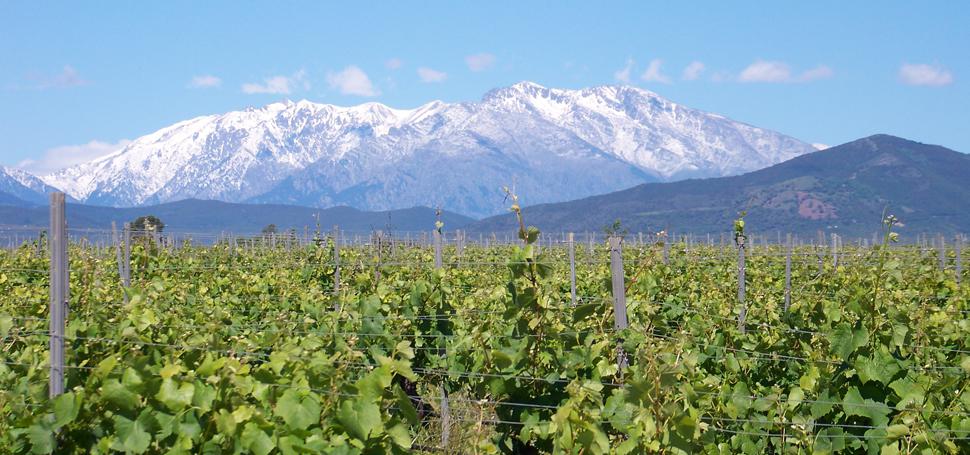 Corse<br><b>Un des plus grands domaines viticoles en liquidation</b>