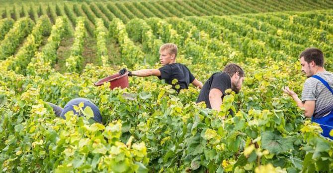 La viticulture recrute<br><b>Plus de 1000 emplois sont à pourvoir dans le Bordelais</b>