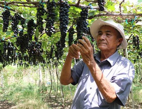 Ninh Thuân, Vietnam<br><b>Fête du vin et des raisins 2019</b>