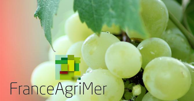 FranceAgriMer filière viticole<br><b>Points-clés du conseil spécialisé du 17 avril 2019</b>